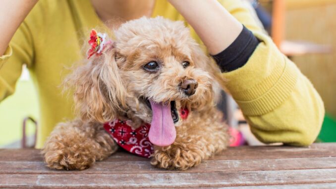 Quelles sont les caractéristiques d'un caniche toy adulte ?