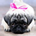les carlin sont ils des chiens en bonne santé