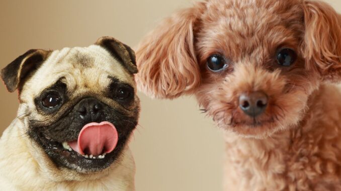 Quelle est la différence entre un caniche nain et un carlin quelle est la différence entre un caniche nain et un carlin