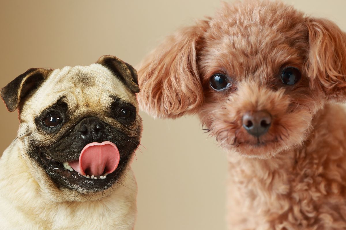 Quelle est la différence entre un caniche nain et un carlin ? Yorkshires.fr