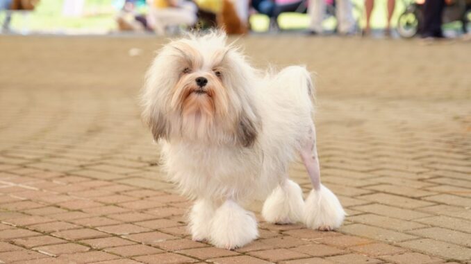quelles sont les caractéristiques d'un petit chien lion adulte