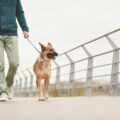 Les meilleurs moments de la journée pour promener votre chien