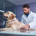 proteger chien