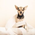 Constipation du chien : quel remède de grand-mère choisir ?