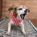 Astuce anti-aboiement de chien : comment le faire taire facilement