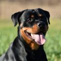Chien de catégorie 2 : les chiens de garde ou de défense
