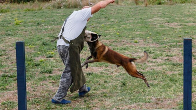 Meilleur chien de défense : lequel choisir ?