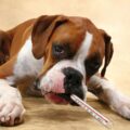 Comment savoir si mon chien a de la fièvre ?