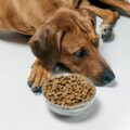 Est-ce bon de donner des croquettes au poulet à un chien ?