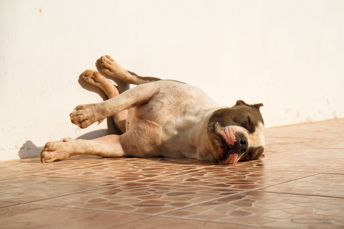 Où faire dormir son chien Chambre, Niche, Canapé, Dehors, Panier