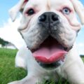 Mauvaise haleine du chien : truc de grand-mère pour y remédier ?