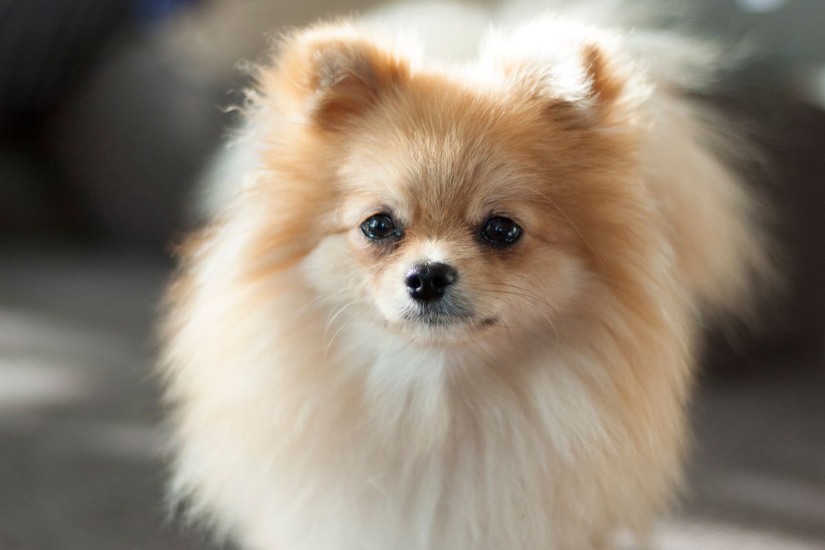 pom-ranien-loulou-de-pom-ranie-6-choses-savoir-sur-la-race