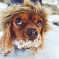 Race de chien qui supporte le froid : tout savoir