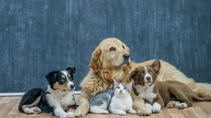 chien animaux domestiques Les soins vétérinaires indispensables pour chiens et animaux domestiques