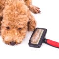 Démêlant pour chien : quel remède de grand-mère choisir ?