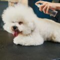 Comment enlever des gros nœuds sur un chien et démêler les poils ?