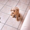 Chien qui mange son caca : pourquoi, est-ce normal et comment l'arrêter ?