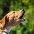 Chien qui tousse : quel remède de grand-mère choisir ?