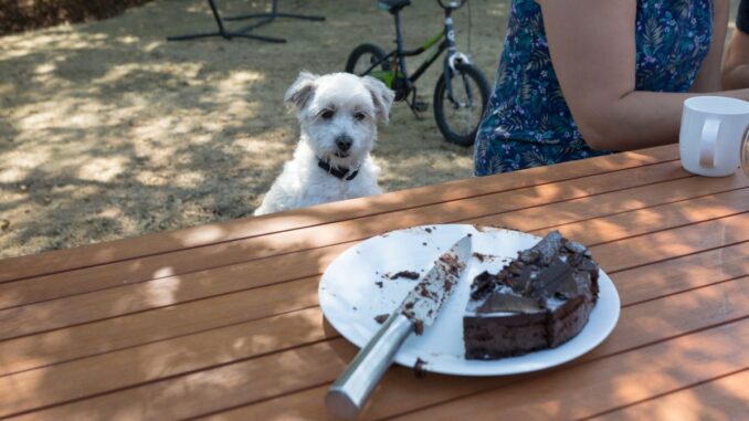 chocolat chien Alimentation : est-ce que le chocolat est toxique pour un chien ?