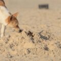 Coprophagie du chien : origine et comment soigner ?