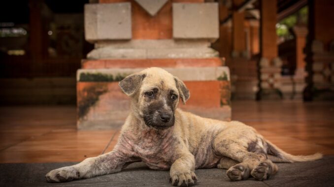 maladie cushing chien Maladie de Cushing du chien, appelée aussi hyperadrénocorticisme : cause, symptôme, traitement …