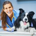 Quand faire une ovariectomie à une chienne et quels sont les risques ?