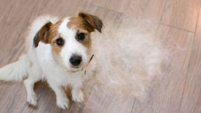perte poil chien remede Perte de poil chez le chien : quel remède de grand-mère choisir ?
