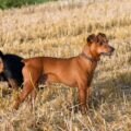 tout savoir sur le pinscher allemand, le chien de garde originaire d'allemagne