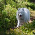 tout savoir sur le spitz japonais, cet adorable chien de compagnie