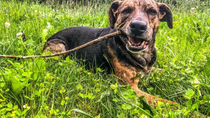 tout savoir sur le berger créole, un chien attachant et fidèle