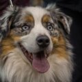 tout savoir sur le berger du caucase, une race de chien molossoïde