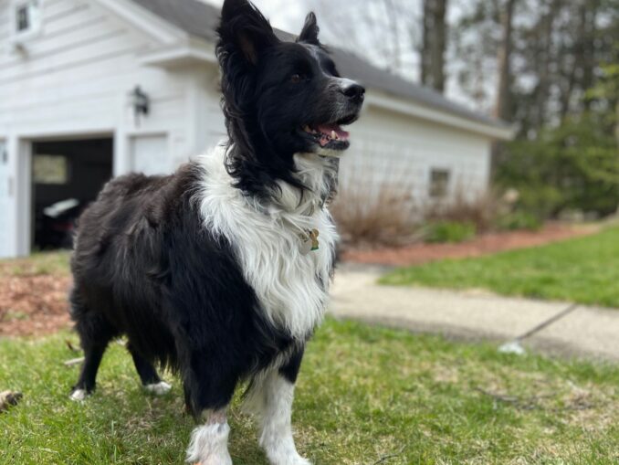 Tout savoir sur le Borador, croisement entre Labrador Retriever et Border Collie Yorkshires.fr
