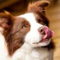 tout savoir sur le border collie nain