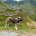 tout savoir sur le chien de berger roumain des carpathes (carpates)