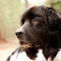tout savoir sur le landseer, un chien affectueux et sociable