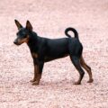 tout savoir sur le manchester, une race de chiens originaire d'angleterre