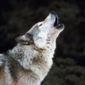 tout savoir sur le tamaskan, une race de chien loup
