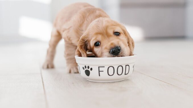 Les différents types de nourriture pour chien