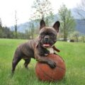comment apprendre à un chien l'ordre « viens »