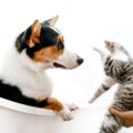comment apprendre à votre chien à ne pas aboyer sur les chats ?