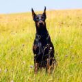 comment calmer un doberman
