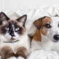 comment faire comprendre à son chien de laisser tranquille les chats ?