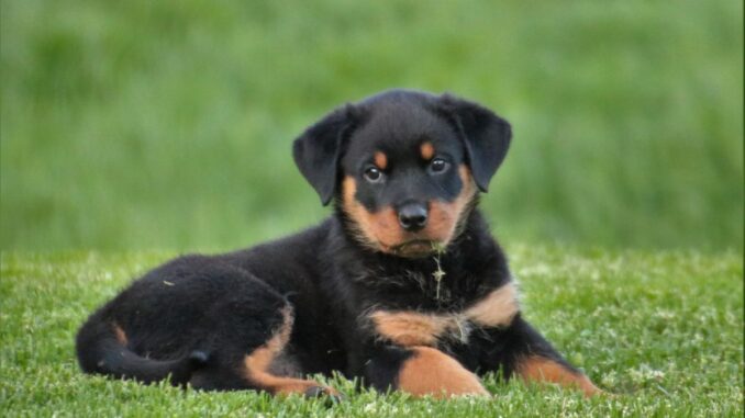Comment retrouver le propriétaire d'un chien pucé comment retrouver le propriétaire d'un chien pucé