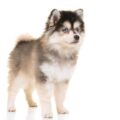 est ce que le pomsky est un chien agressif ?