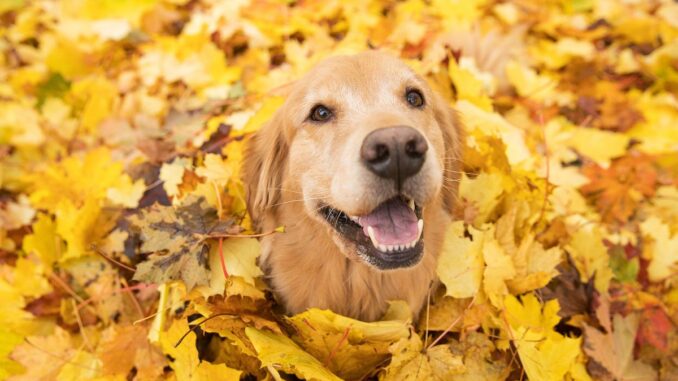 est ce que le chien golden retriever est facile à dresser