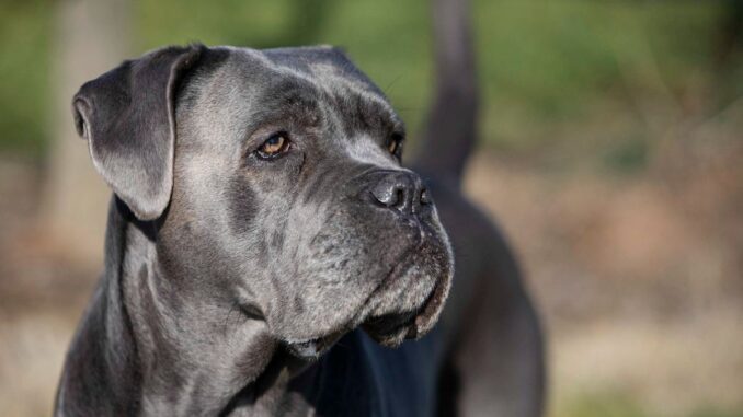 Est-il difficile de dresser un chien cane corso est il difficile de dresser un chien cane corso