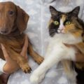 est il plus facile de dresser un chat ou un chien ?