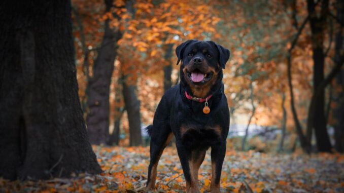 où trouver l'icad d'un chien