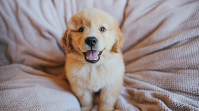 Pourquoi mon chiot fait le fou le soir pourquoi mon chiot fait le fou le soir