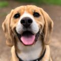 pourquoi utiliser un clicker pour chien